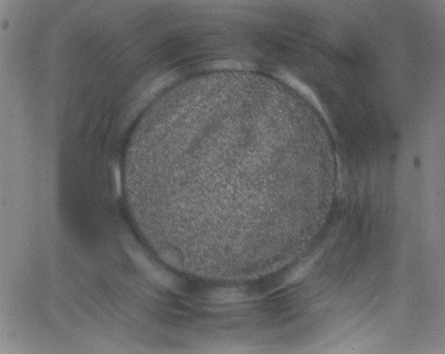 X0000067950061200604272110