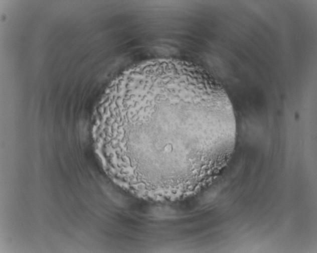 X0000067950177200604272108