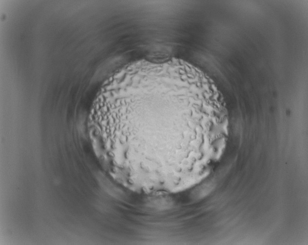 X0000067950185200604272109