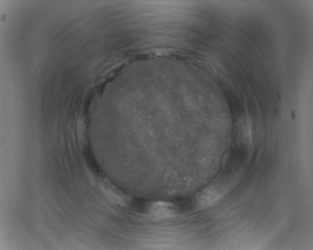 X0000067950222200604272107