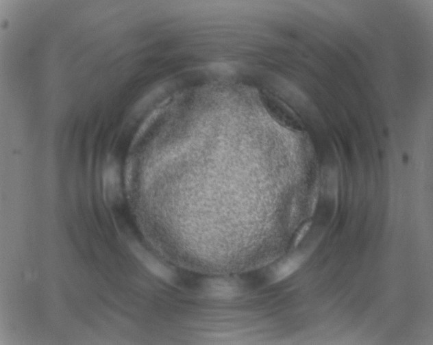 X0000067950238200604272107