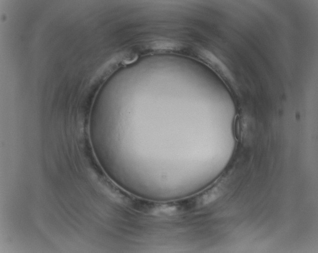 X0000067950257200604272106