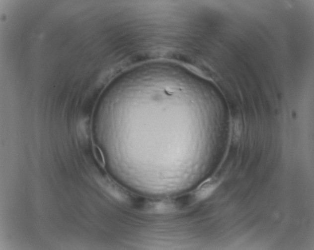 X0000067950286200604272107