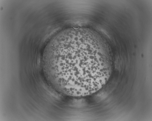 X0000067950314200604272106