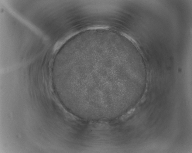 X0000067950337200604272105