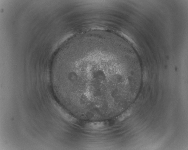 X0000067950353200604272105