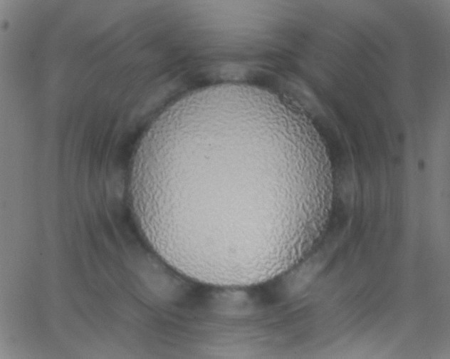 X0000067950374200604272105