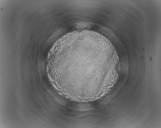 X0000067950375200604272105