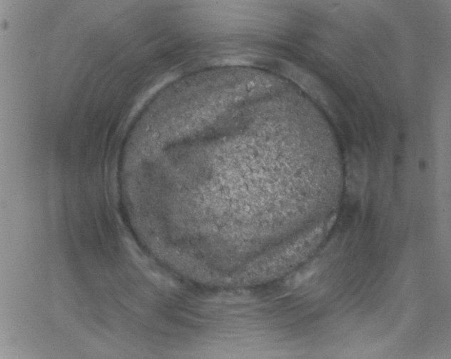 X0000067950386200604272105