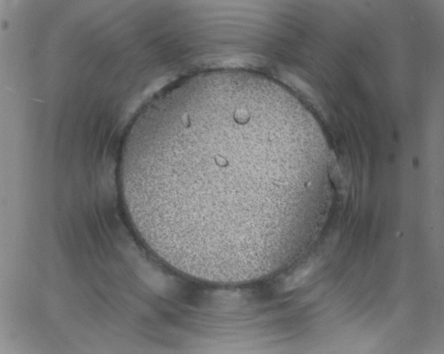 X0000067950394200604272105