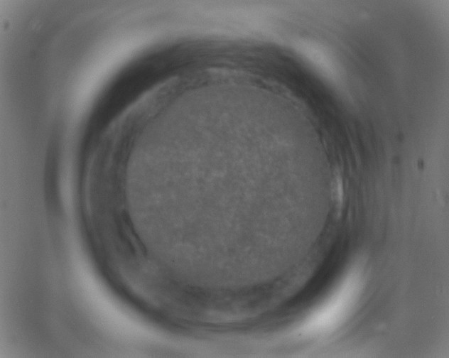 X0000067950431200604272104