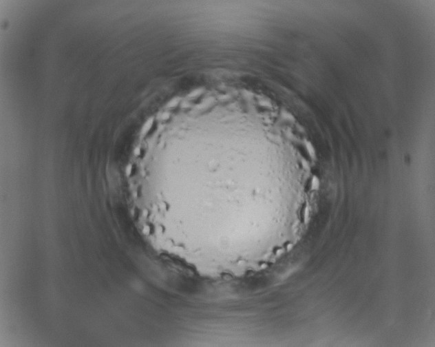 X0000067950523200604272102