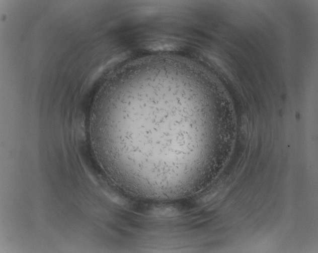 X0000067950547200604272102