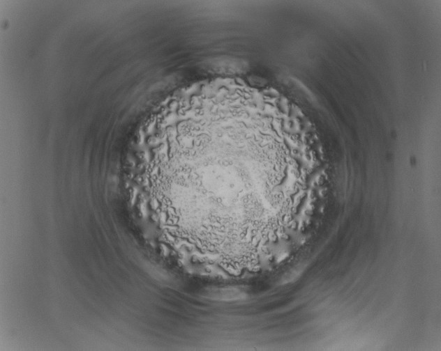 X0000067950553200604272102