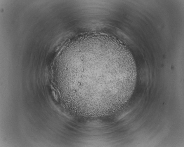 X0000067950594200604272101