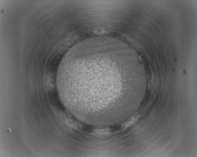 X0000067950606200604272101