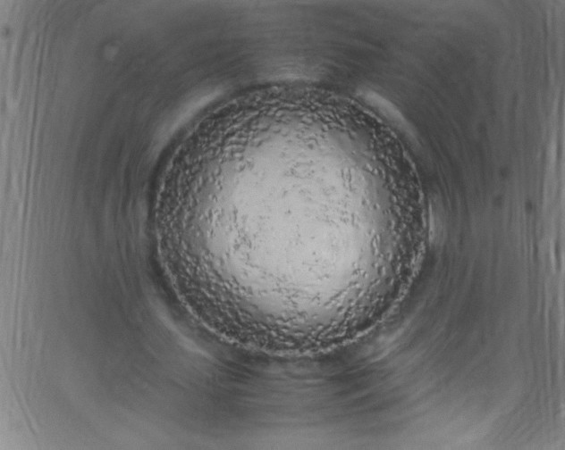 X0000067950627200604272100