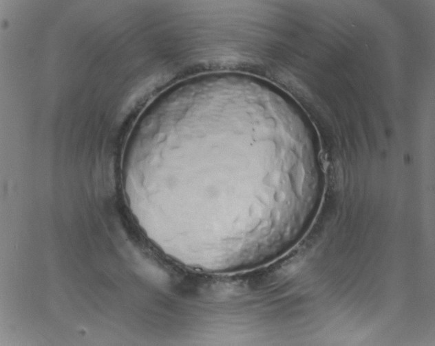 X0000067950638200604272100