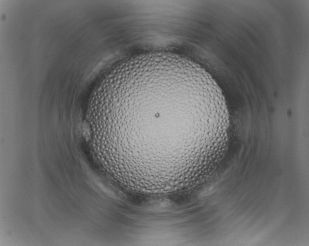 X0000067950642200604272100