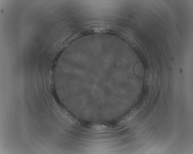 X0000067950650200604272100