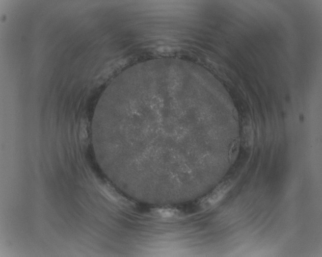 X0000067950654200604272100