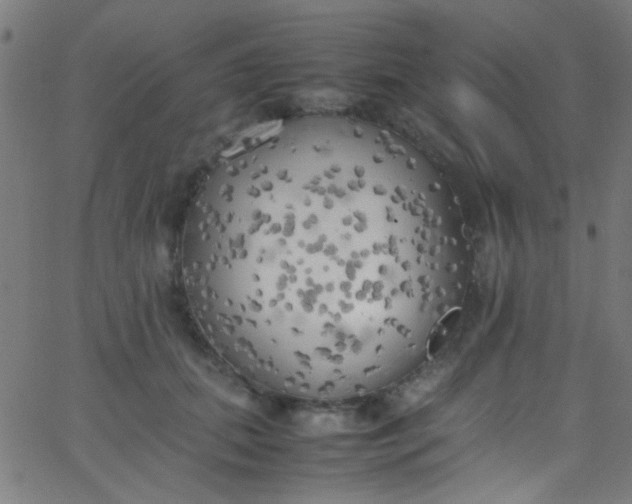 X0000067950655200604272100