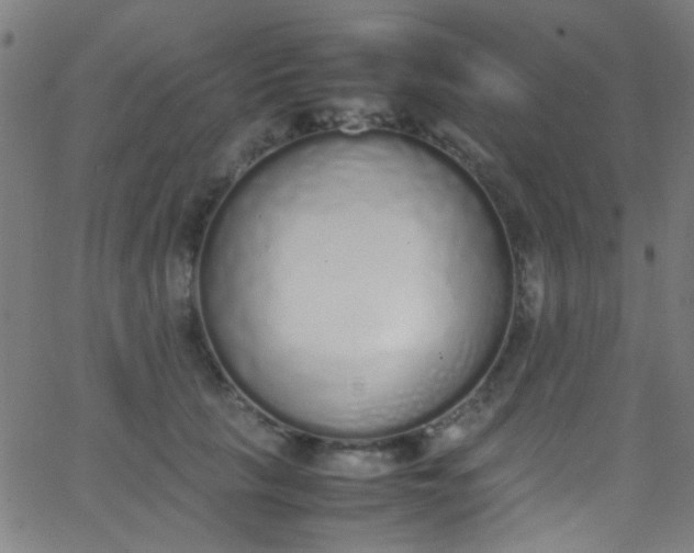 X0000067950657200604272100