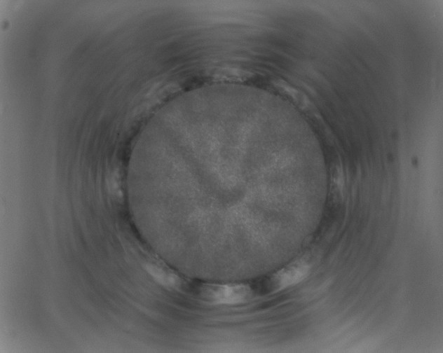 X0000067950663200604272101