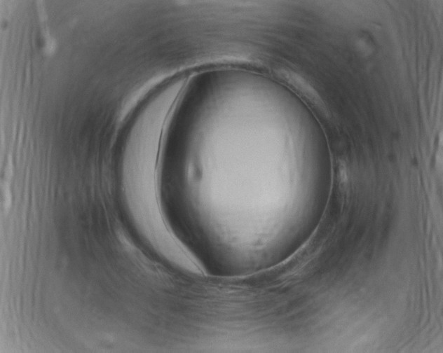 X0000067950676200604272100