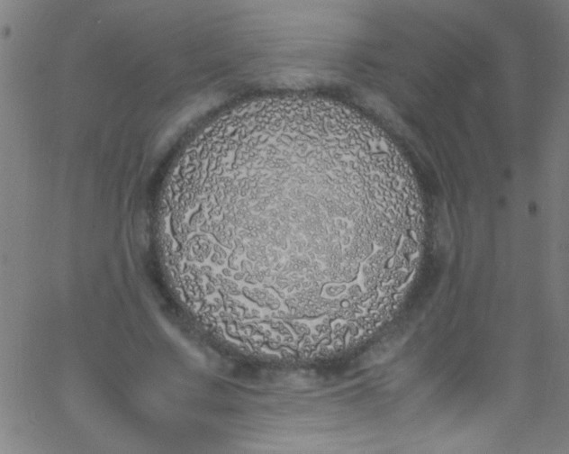 X0000067950683200604272100