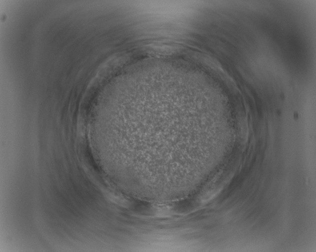 X0000067950701200604272059