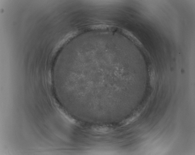 X0000067950729200604272059