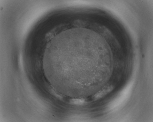 X0000067950765200604272059