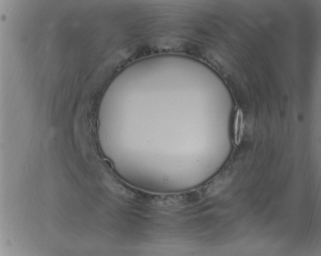 X0000067950817200604272057