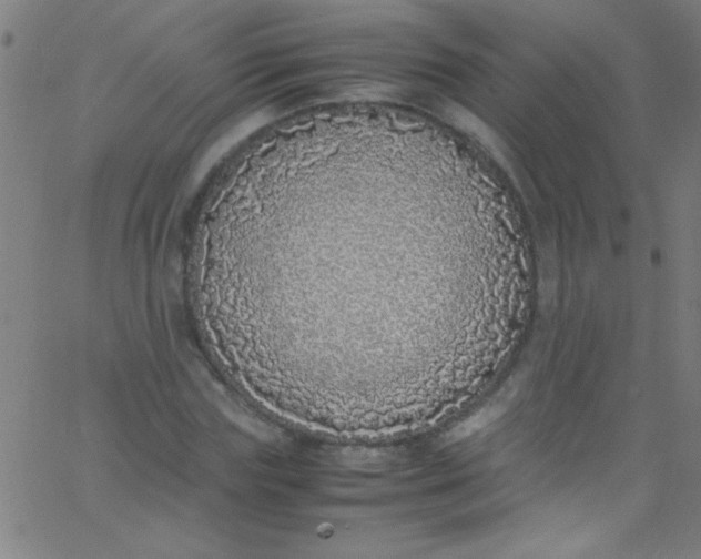 X0000067950827200604272057