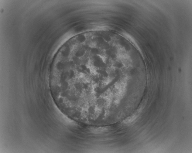 X0000067950851200604272057