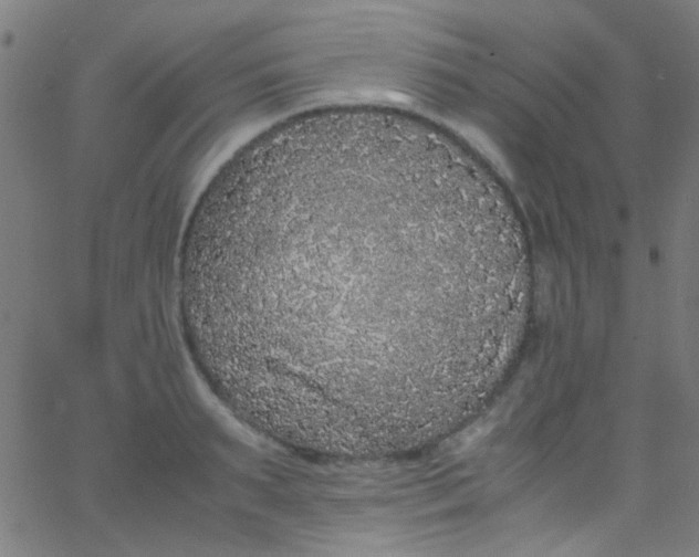 X0000067950895200604272056