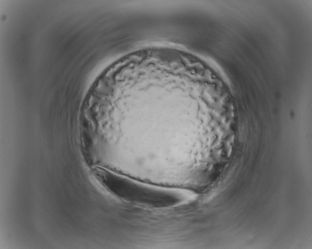 X0000067950903200604272056