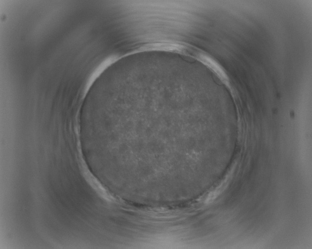 X0000067950907200604272056