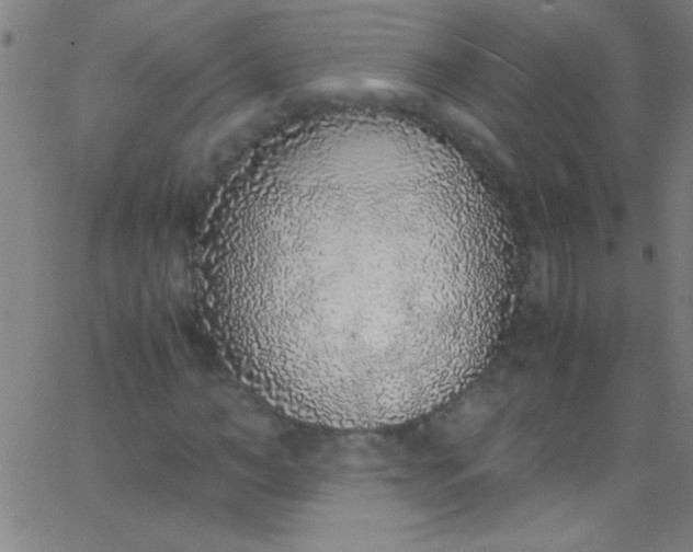 X0000067950966200604272055