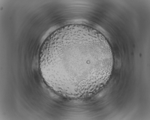 X0000067950994200604272055