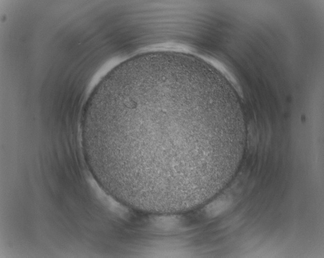 X0000067950998200604272055