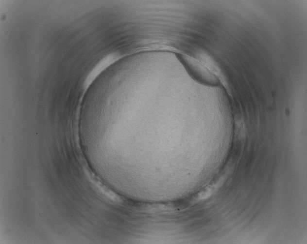 X0000067951002200604272055