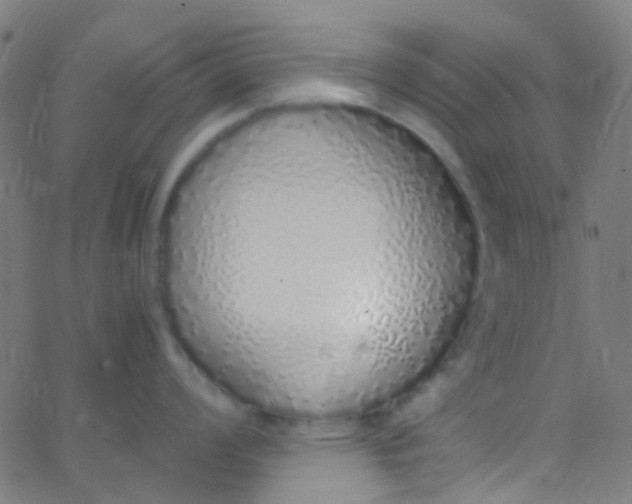 X0000067951008200604272054