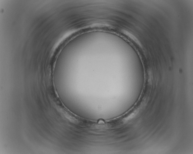 X0000067951021200604272054