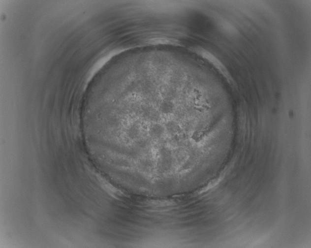 X0000067951023200604272054