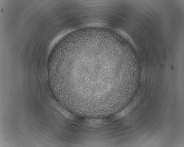 X0000067951027200604272054