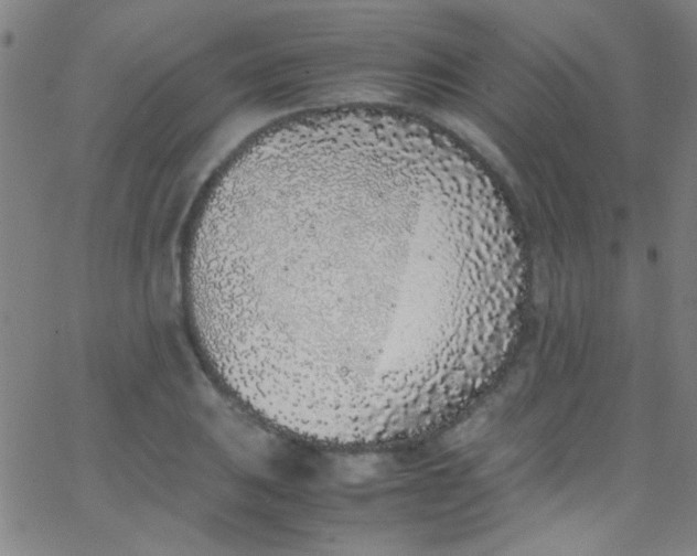 X0000067951031200604272054