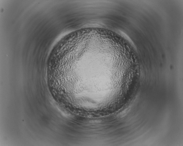 X0000067951035200604272054