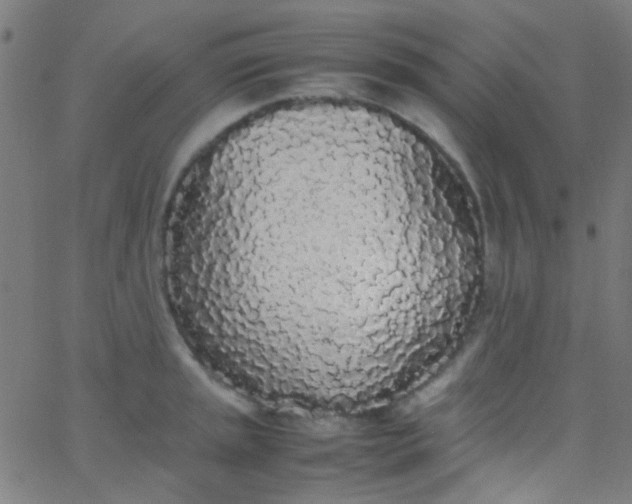 X0000067951045200604272054